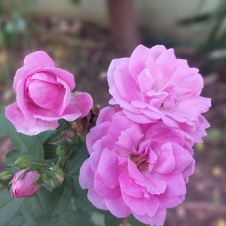 גאמביאני La Locanda Lodge - Apartment, 4 Double Rooms & Kitchen Near The Beach מראה חיצוני תמונה