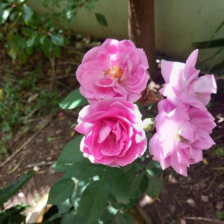 גאמביאני La Locanda Lodge - Apartment, 4 Double Rooms & Kitchen Near The Beach מראה חיצוני תמונה